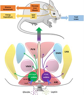 The Role of MicroRNA in the Modulation of the Melanocortinergic System